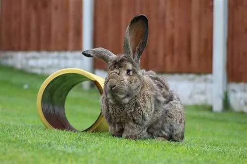 Continental Giant Rabbit sa damuhan