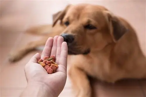 El perro marrón huele comida para perros en la mano del dueño