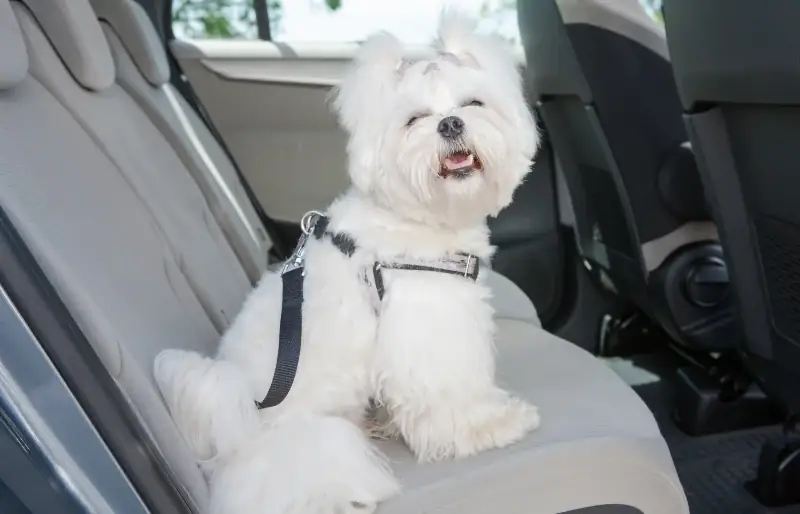 M alteserhund sitzt auf dem Rücksitz eines Autos