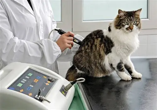 veterinären ger laserterapi till en katt