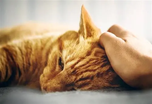 ledsen orange tabby katt som ligger ner och blir klappad av en hand