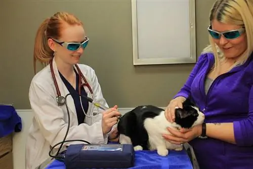 Laser Treatment para sa Mga Pusa: Layunin & Paano Ito Gumagana (Sagot ng Vet)