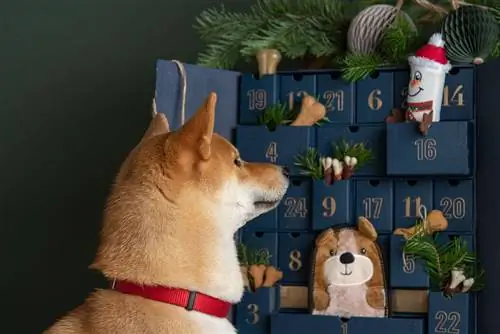 El perro Shiba inu inspecciona un calendario de adviento con golosinas hechas a mano y juguetes ecológicos para perros. concepto de bricolaje