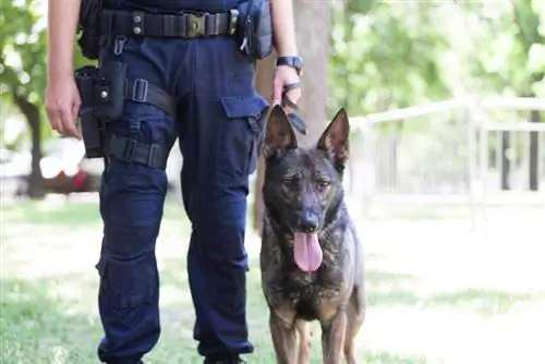 belgický malinois policejní pes