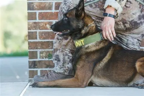 Malinois politihund ligger ved siden af en soldats eller officers ben