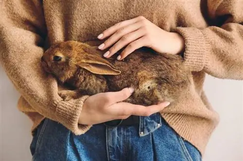 jovem mulher com coelho fofo