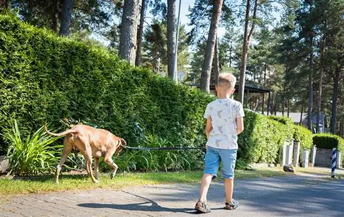 băiețel care merge cu rhodesian ridgeback