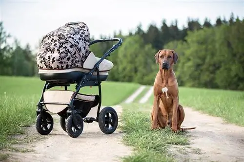 rhodesian ridgeback lângă un cărucior pentru copii