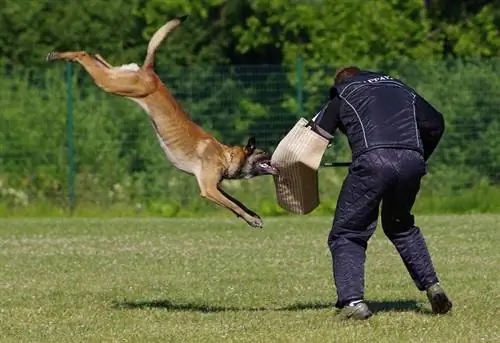 malinois belga en entrenamiento