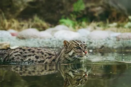 kucing berenang di air