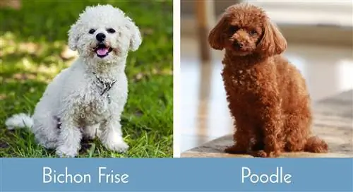 Bichon Frise vs Pudle vizualiniai skirtumai