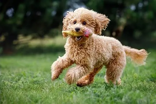 Caniche toy abricot courant frénétiquement vers la caméra, très heureux, jouant, formé, sur l'herbe verte dans un parc