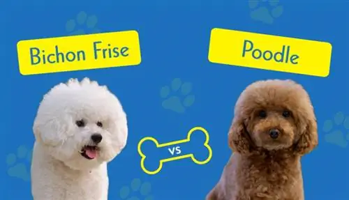 Bichon Frise vs. Poodle: The Key Differences (Med billeder)