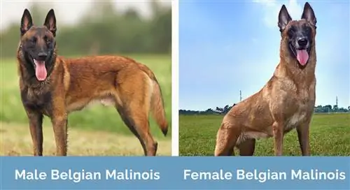 Samiec i samica belgijskiego Malinois obok siebie