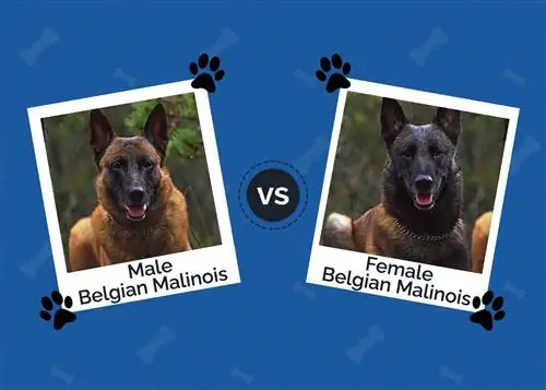 Samec belgijskega malinoisa proti samici: kateri je pravi zame?