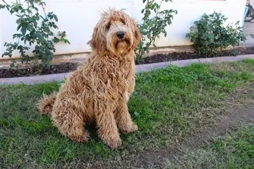 Raça de gos Labradoodle