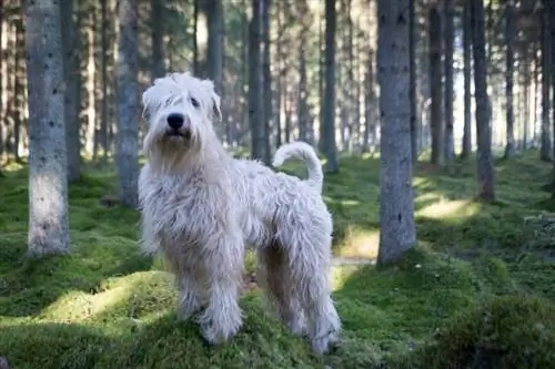 Labradoodle blanc debout dans la forêt