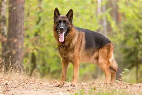 dub thiab liab German shepherd