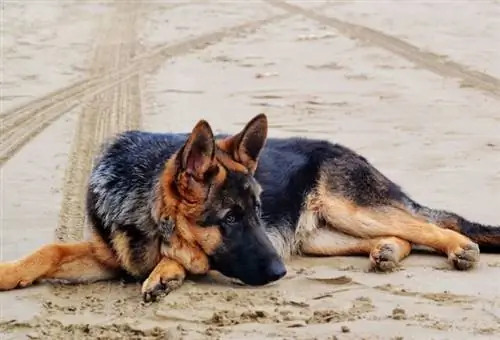 German Shepherds