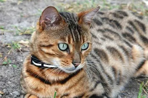 bengal katt på marken