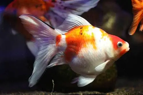 Eggfish Goldfish: Care Guide, Varieties, Lifespan & Περισσότερα (με εικόνες)