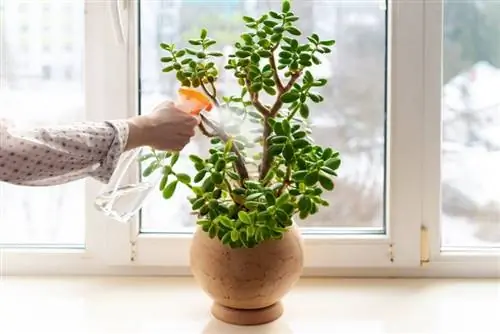 mujer rociando agua en la planta