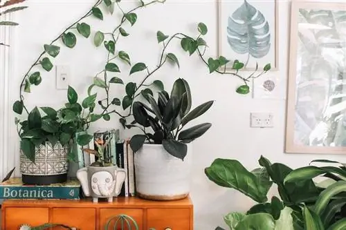 sala de plantas dedicada para mantenerse alejado de los gatos