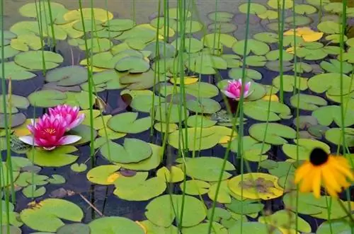 lelieblokkies met blomme op dam