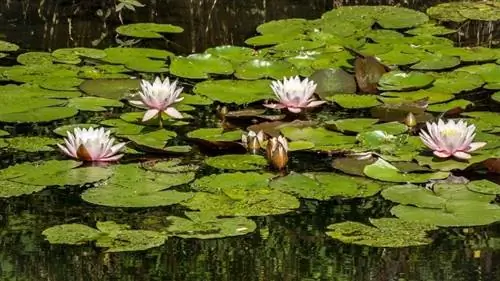 lelieblokkies op dam gedurende somertyd