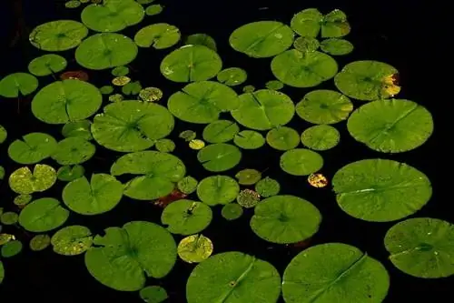 lelieblokkies op dam