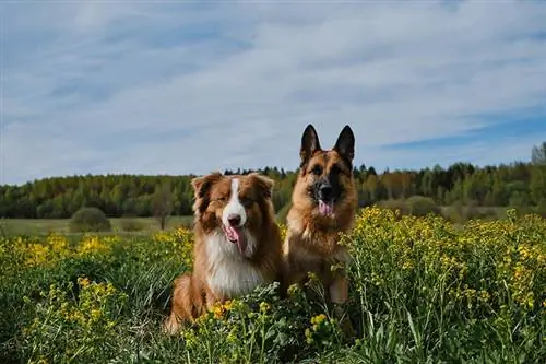 Bellissimi pastori tedeschi e australiani sono seduti nel campo di colza e sorridono