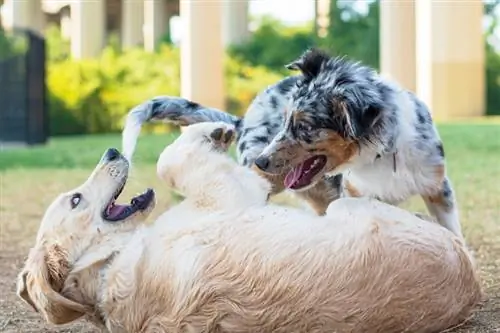 Sal 'n Australiese herder met ander honde oor die weg kom? Wat jy moet weet