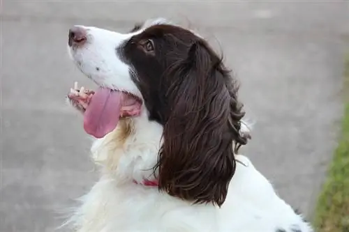 Springer Spaniel Inglés