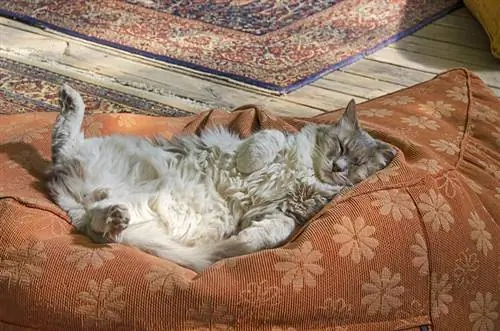 Katze schläft mit dem Bauch nach oben auf einem Katzenbett