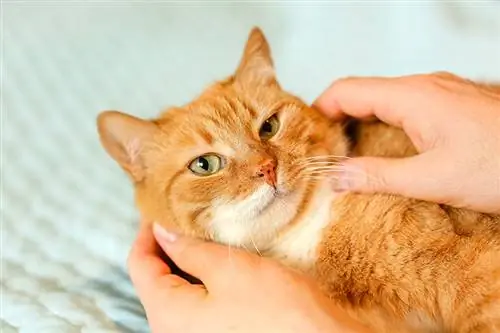 humano acariciando la mejilla de un gato