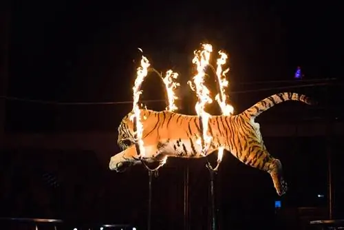 tigre s alta a través del fuego en el circo