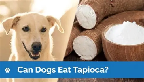 Cachorro Pode Comer Tapioca? Benefícios avaliados pelo veterinário & Riscos