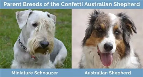 Rase parentale ale ciobanescului australian confetti