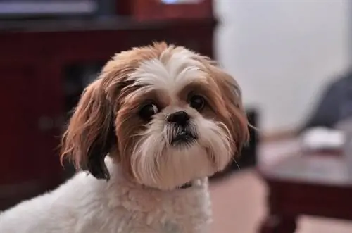 søt shih tzu