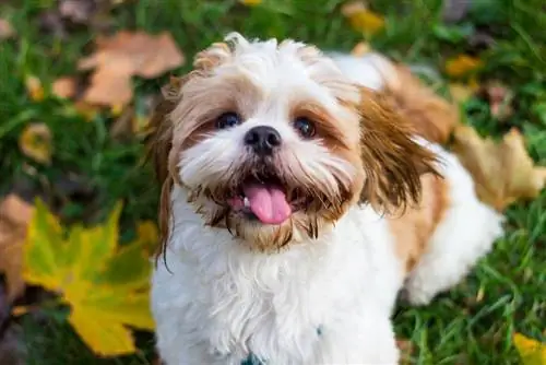 shih tzu-puppy