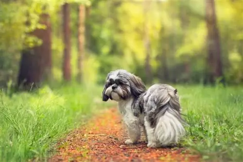 Blauw_Grijze Shih Tzu