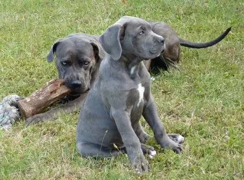 këlyshët cane-corso