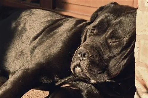 Cane corso negre dormint