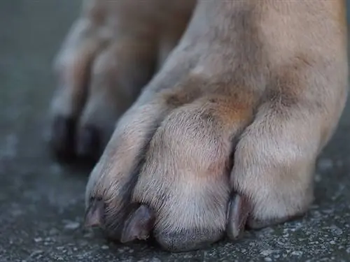 Dog Webbed Feet