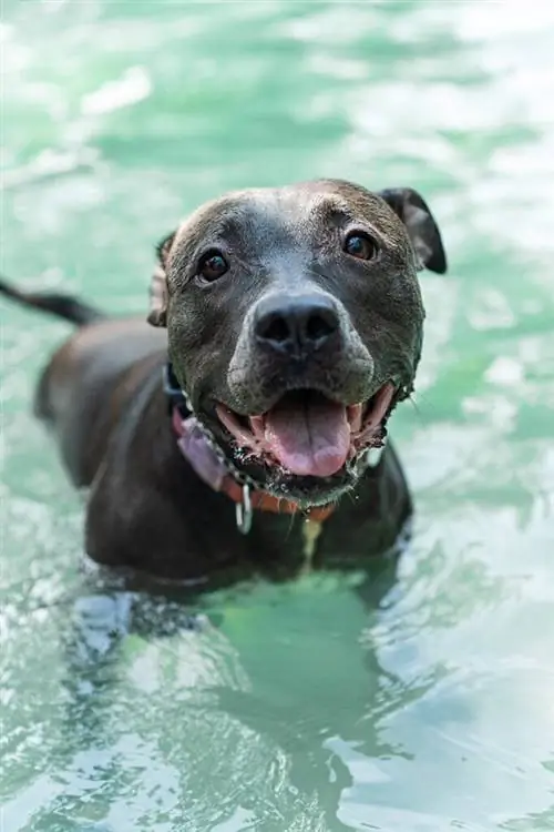 gelukkige pitbull in het zwembad