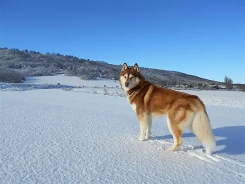 хъски