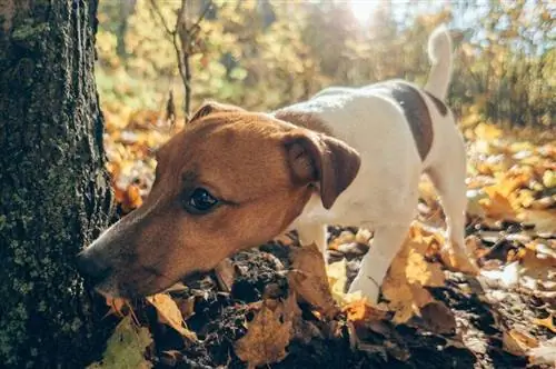 chien chasse en forêt