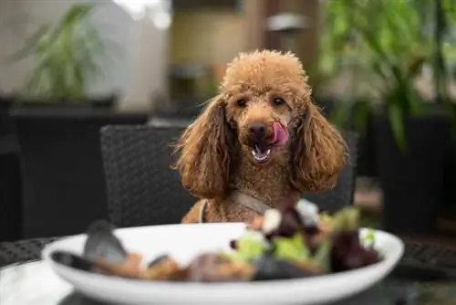 hund på restaurang