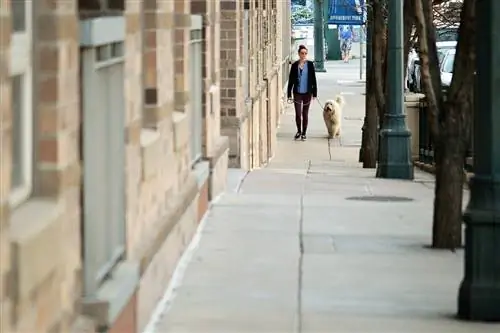 promenade femme et chien