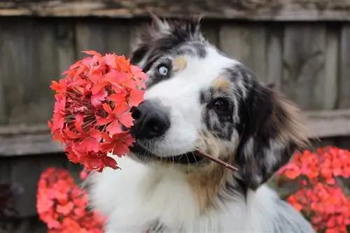 hund med blommor